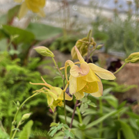 Aquilegia chrysantha 'Yellow Queen'